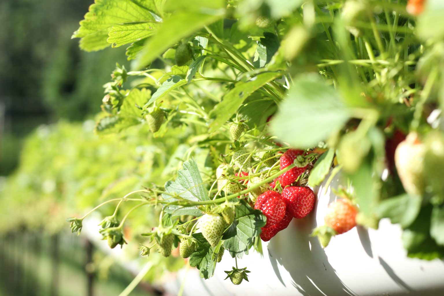 ‘Paddock to Enjoy the last month of Strawberry picking season at Surf Coast Strawberry