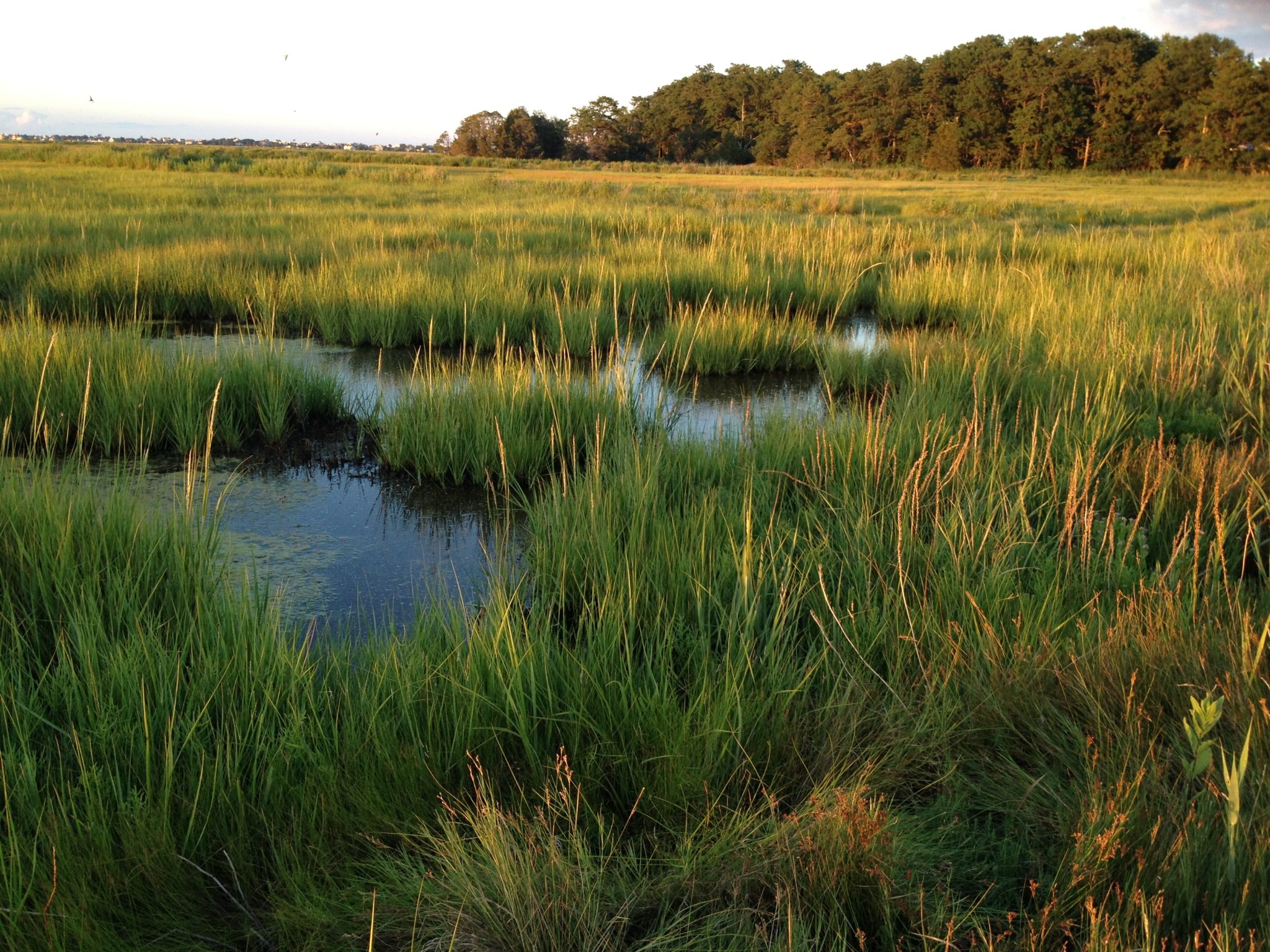 Make a day trip out of Lake Connewarre Wildlife Reserve