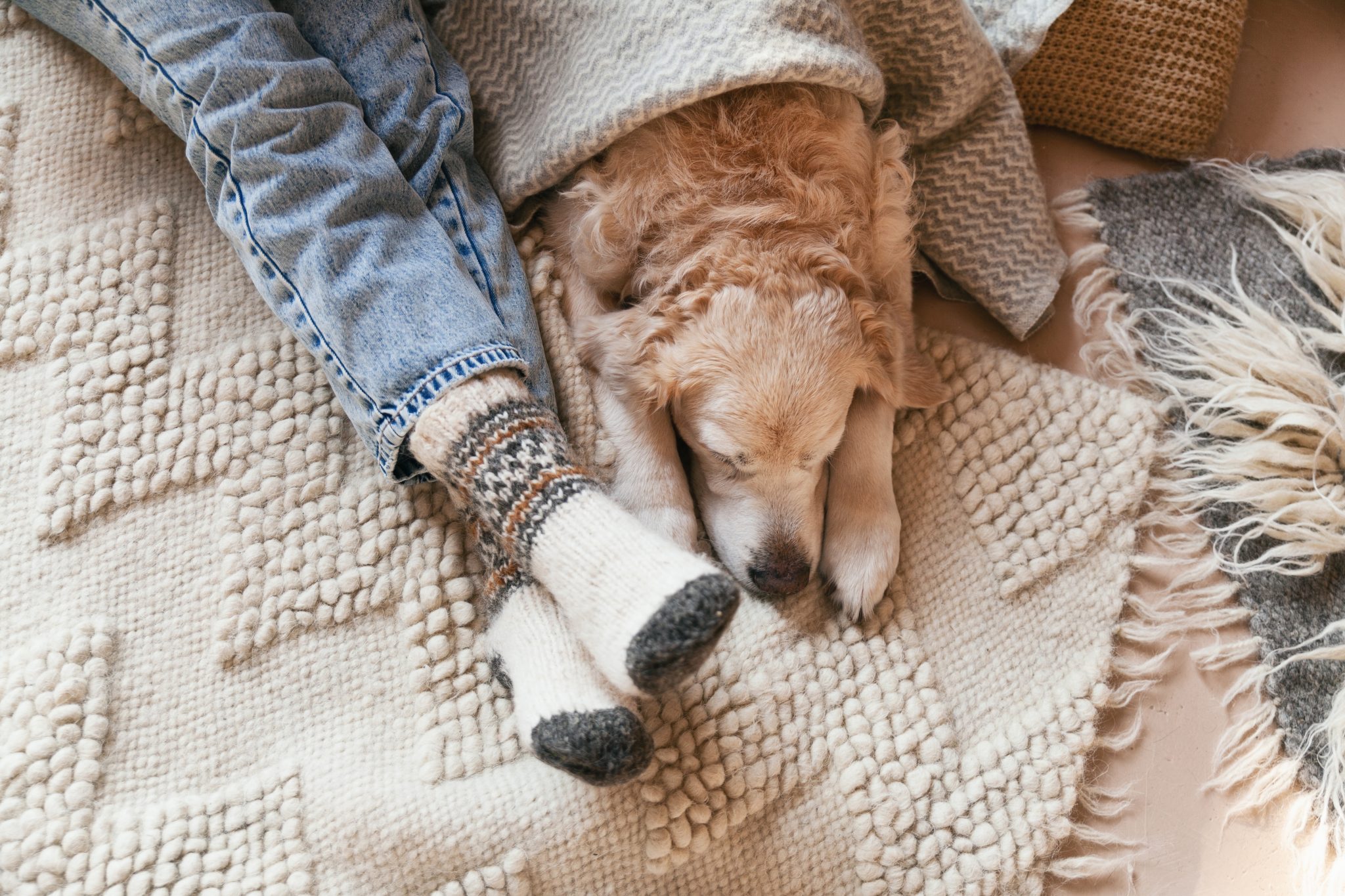 Happy dog on the rug next to its owner